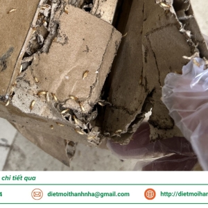 dau-hieu-moi-an-go-dich-vu-diet-moi-an-go-tphcm