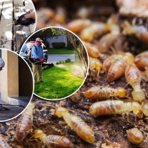 dich-vu-diet-moi-tai-xa-thuan-an