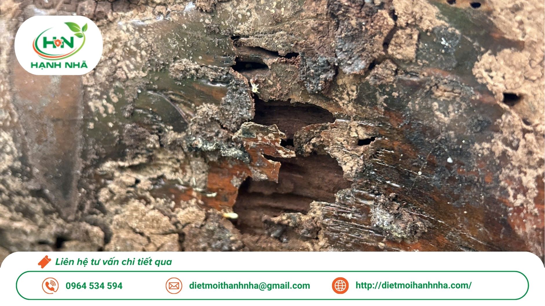 Dấu hiệu mối ăn gỗ | Dịch vụ diệt mối ăn gỗ TP.HCM