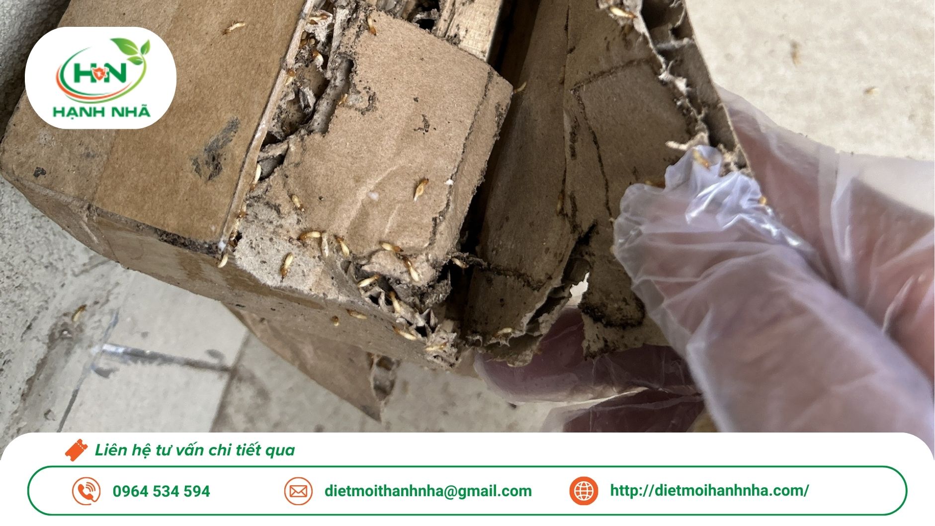 Dấu hiệu mối ăn gỗ | Dịch vụ diệt mối ăn gỗ TP.HCM