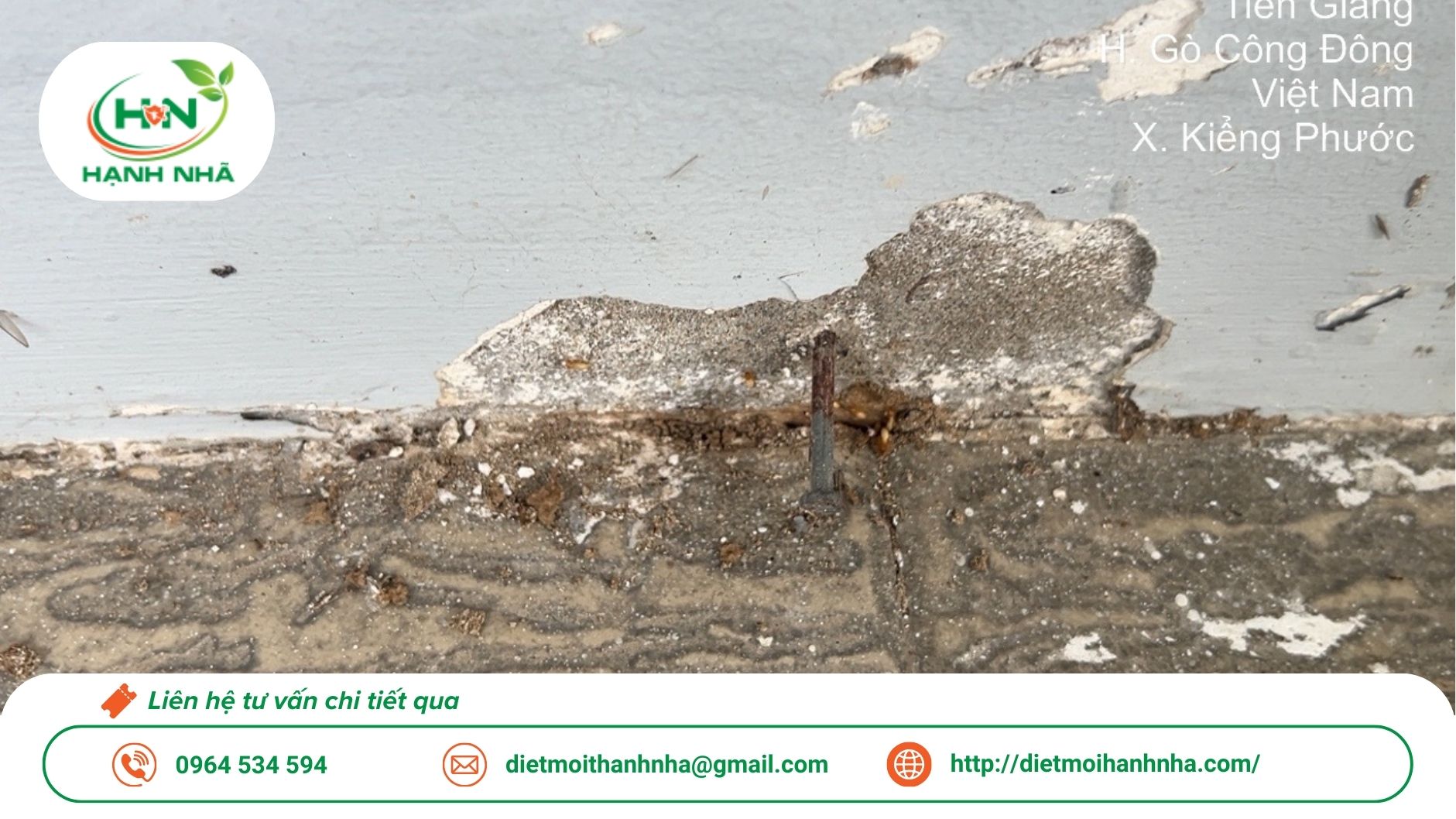 Dấu hiệu mối ăn gỗ | Dịch vụ diệt mối ăn gỗ TP.HCM