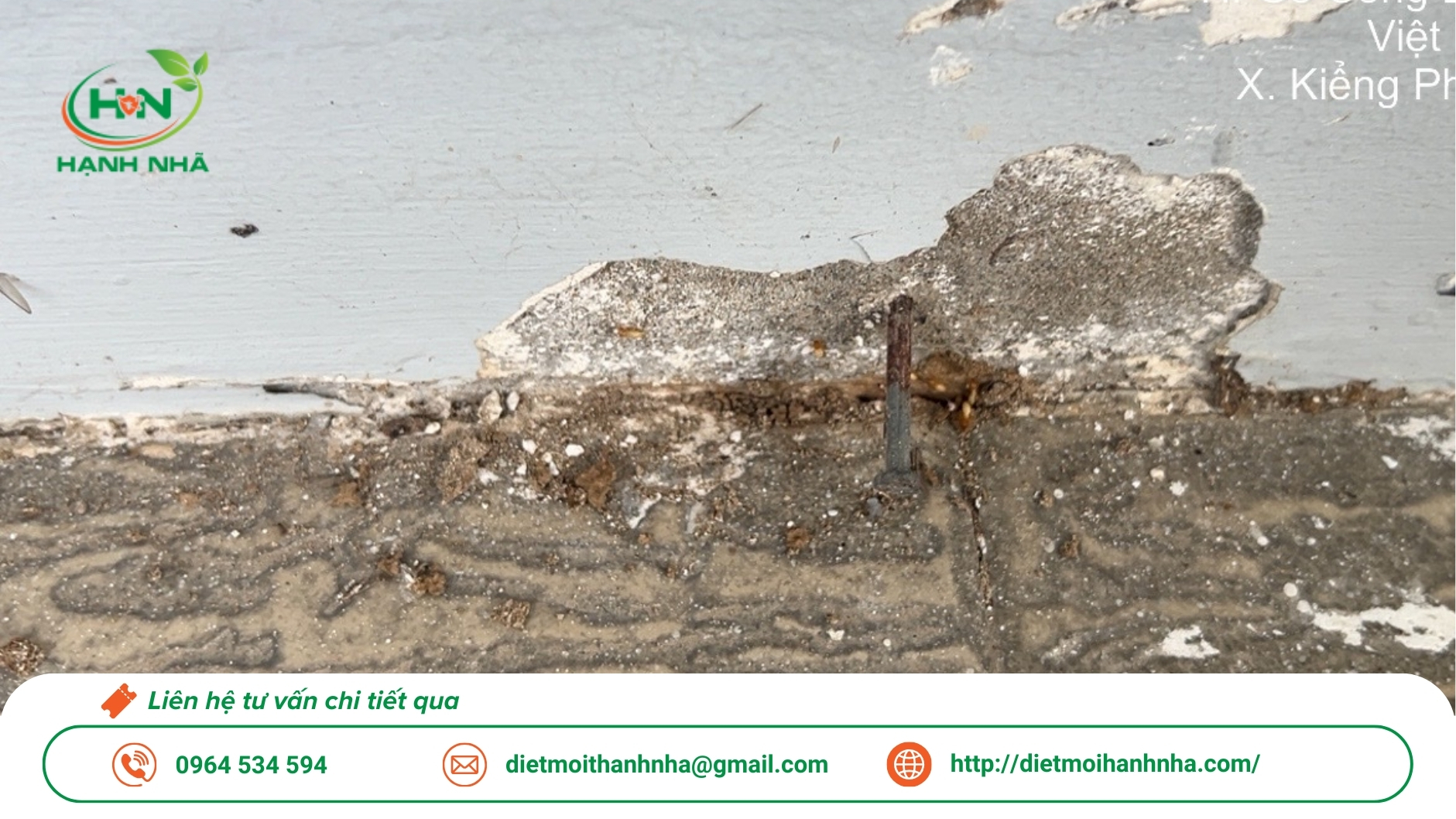 Dịch vụ diệt mối tận gốc