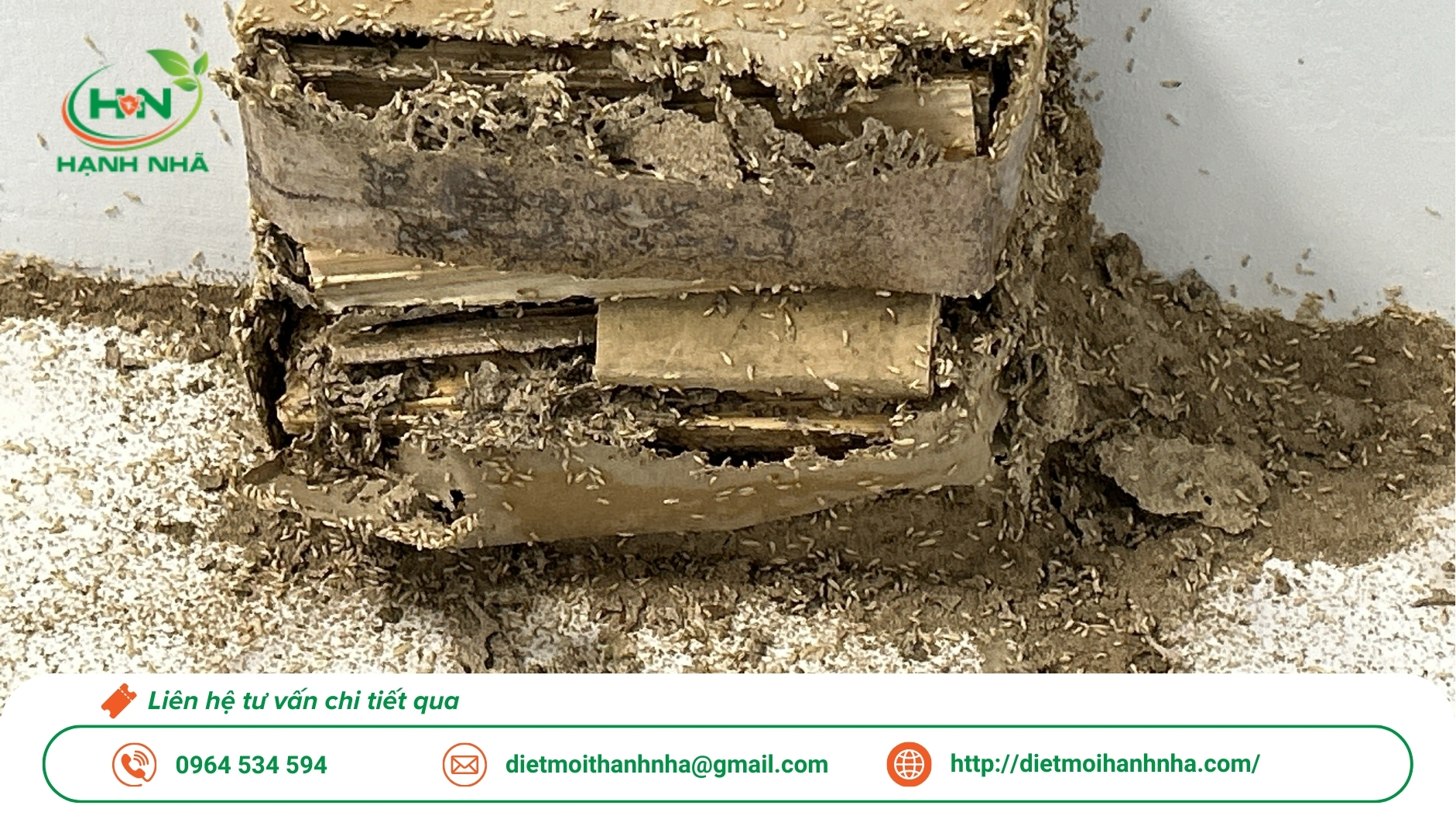 Dịch vụ diệt mối tại nhà