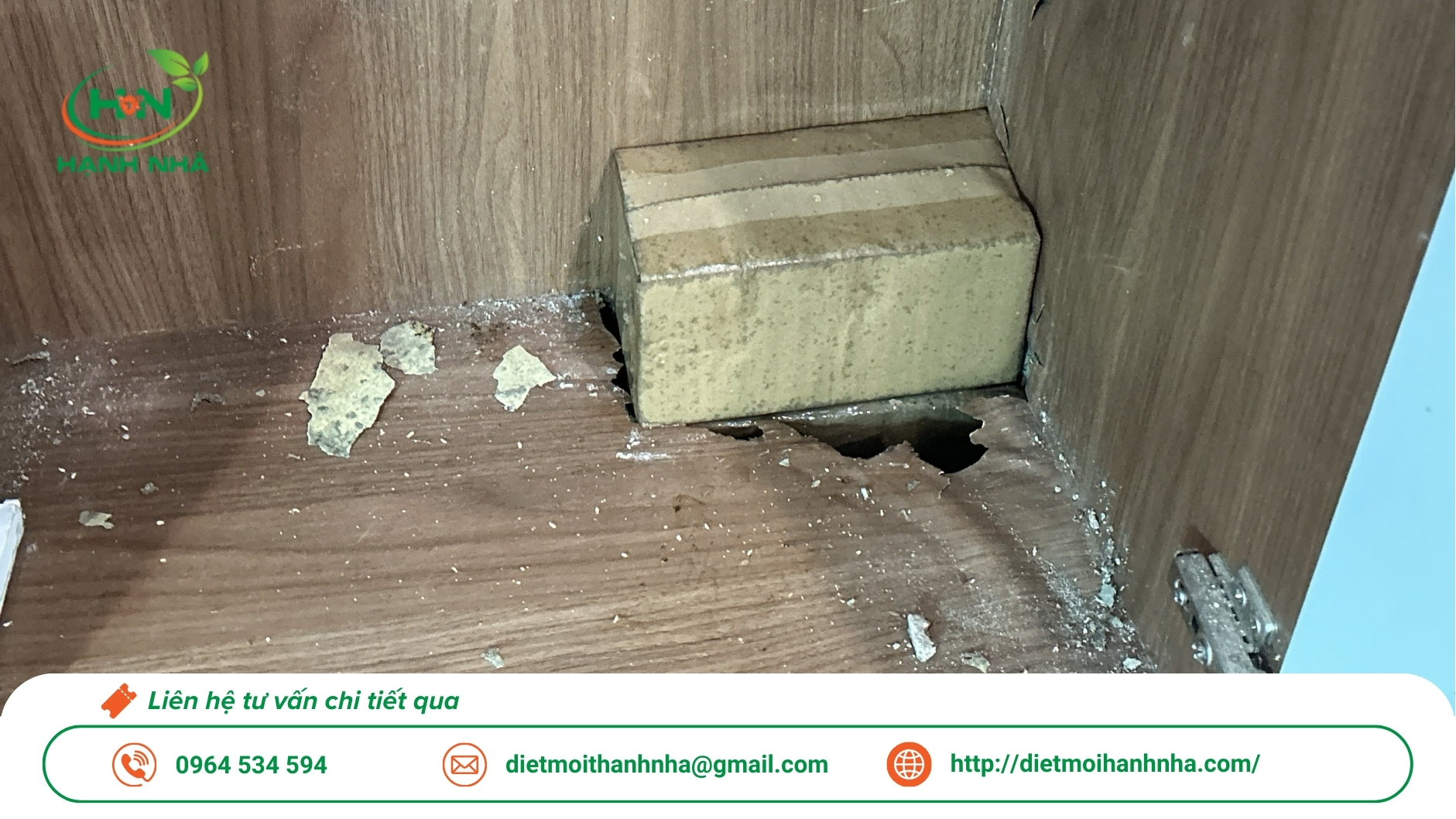 Dịch vụ diệt mối tận gốc