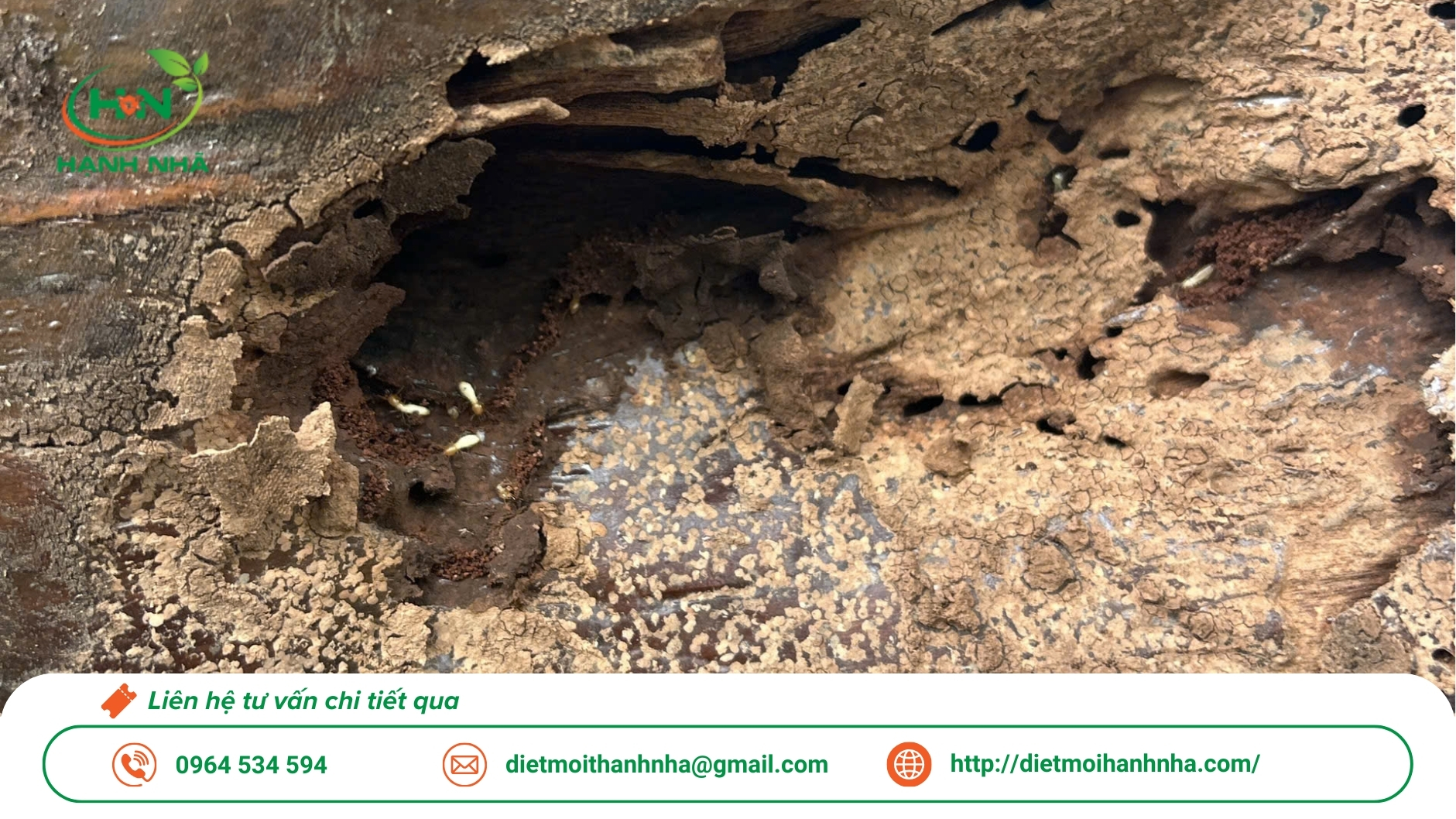 Dịch vụ diệt mối tận gốc