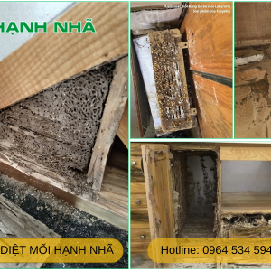 dich-vu-diet-moi-tai-nha-khu-vuc-tan-an-long-an