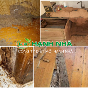 quy-trinh-diet-moitai-nha-cua-cong-ty-diet-moi-hanh-nha