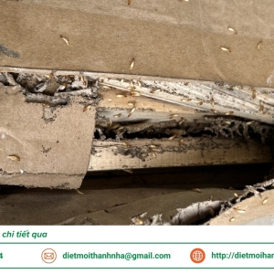 dich-vu-phong-chong-moi-hai-tai-tphcm