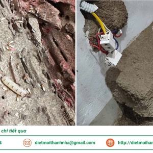 dich-vu-diet-moi-tan-goc-tai-phuong-khanh-hau