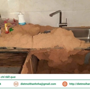 dich-vu-diet-moi-tan-goc-tai-an-giang