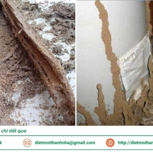 2026-dich-vu-diet-moi-tan-goc-tai-long-an-moi-nhat