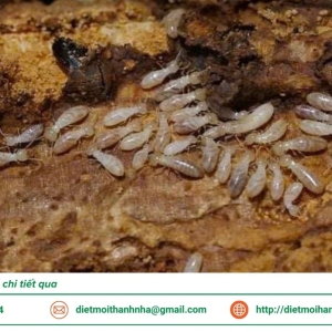 dich-vu-diet-moi-tan-goc-tai-ben-tre