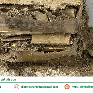 nhung-cau-hoi-thuong-gap-khi-diet-moi-hai