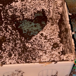 dich-vu-diet-moi-tai-tan-an-long-an