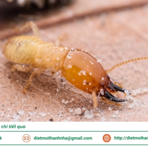 dich-vu-diet-con-trung-tai-tphcm