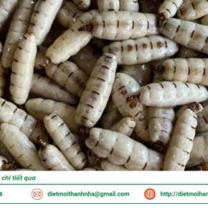 dich-vu-diet-moi-tan-goc-tai-hau-giang