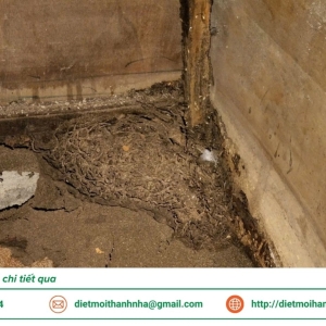 dich-vu-diet-moi-tan-goc-tai-soc-trang