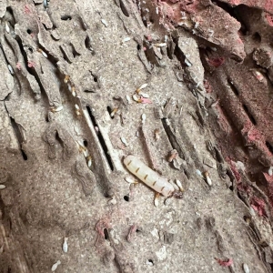 dich-vu-diet-moi-tan-goc-tai-ben-luc-long-an