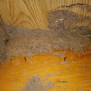 dich-vu-phong-chong-moi-tai-long-an