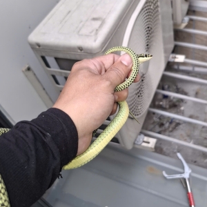 dich-vu-bat-meo-chuot-ran-chuyen-nghiep-an-toan-cho-nha-dan-va-cong-ty