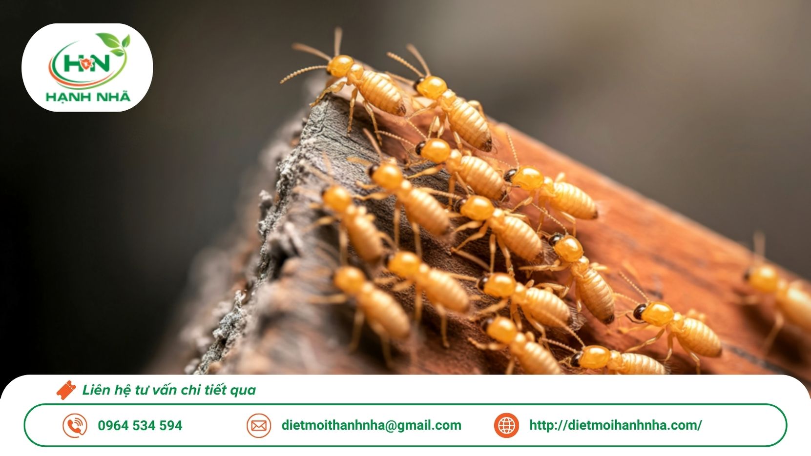 Dịch vụ diệt mối tận gốc