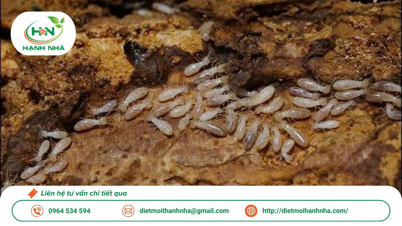 Diệt Mối Hạnh Nhã